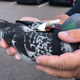 Illustration for article titled Pigeons With Tiny Backpacks Are Gathering Climate Data Now